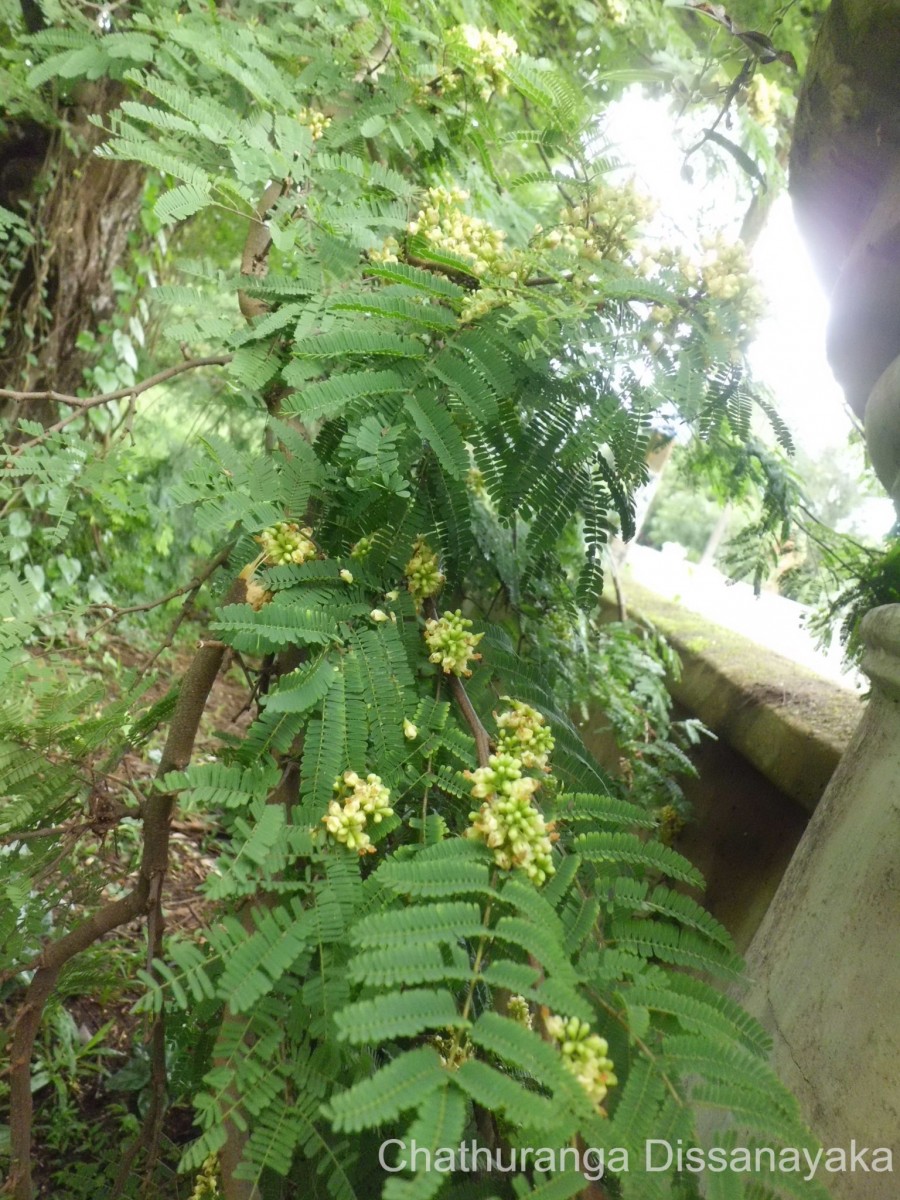 Libidibia coriaria (Jacq.) Schltdl.